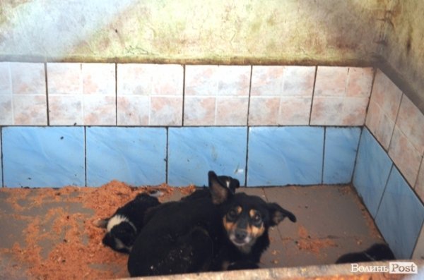 Майже 90% безпритульних тварин Луцька знаходять домівку. ФОТО