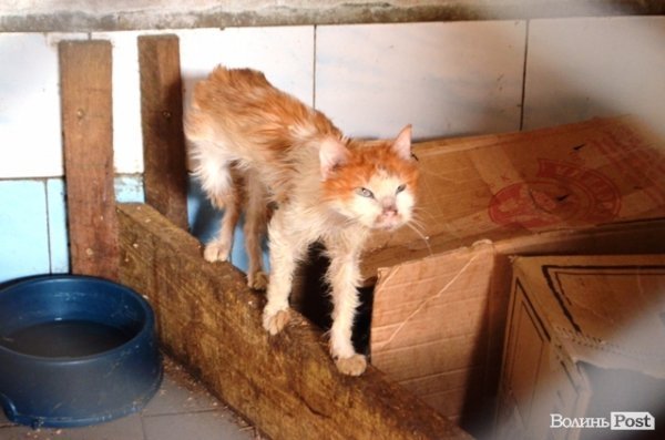 Кіт у якого загинула господарка.
