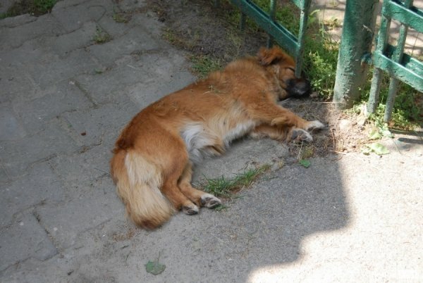 Луцький зоопарк планували розширити ще за Кривицького. ФОТО