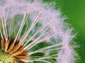 15 серпня – яке сьогодні свято та чого категорично не можна робити у цей день