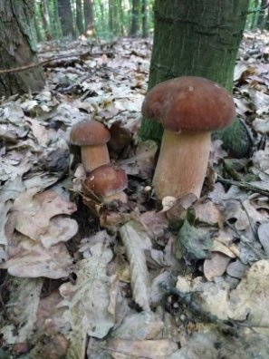 Волинянка похизувалась грибним уловом. ФОТО