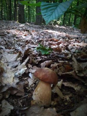 Волинянка похизувалась грибним уловом. ФОТО