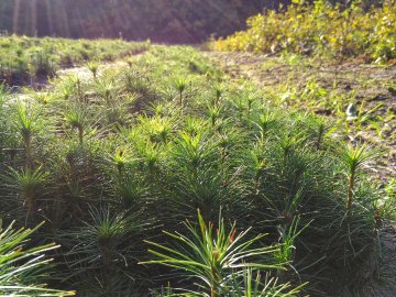 У Ковельському лісгоспі виростили мільйон сіянців. ФОТО