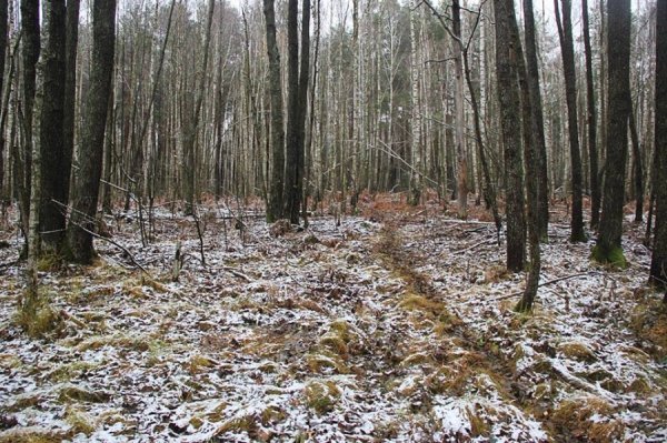 Перший сніг у волинському лісі: неймовірні фото