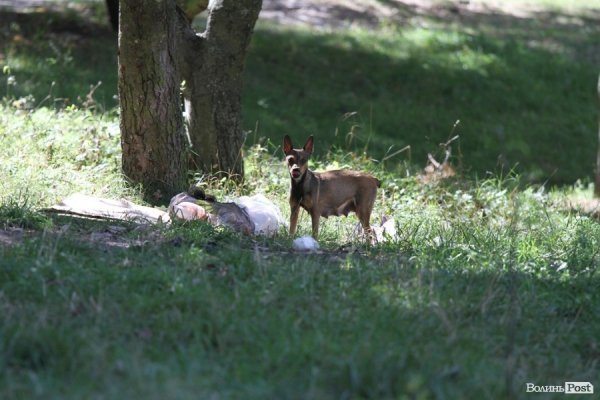 День міста: лучани  на природі. ФОТО