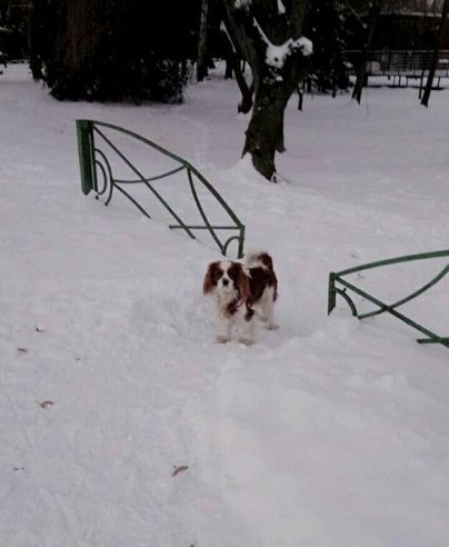 Муніципали полювали на лучан, які не прибирають за собаками