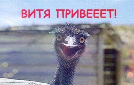 «Підтримувач страусів»: у Мережі висміяли інтерв'ю Януковича. ФОТО