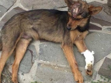 У місті на Волині «нелюди» знущаються над собаками. ФОТО 18+