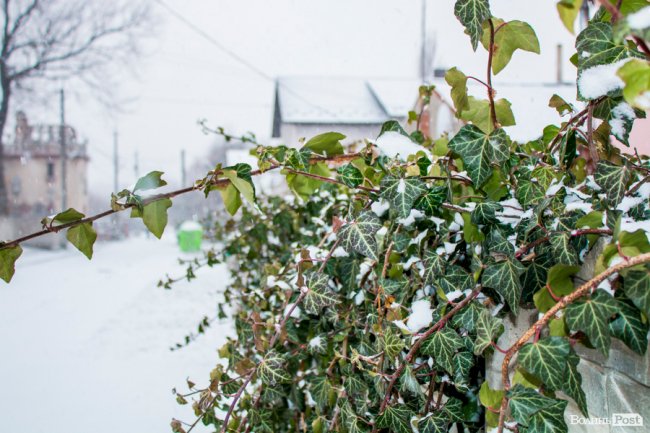 Засніжений Луцьк. ФОТОРЕПОРТАЖ
