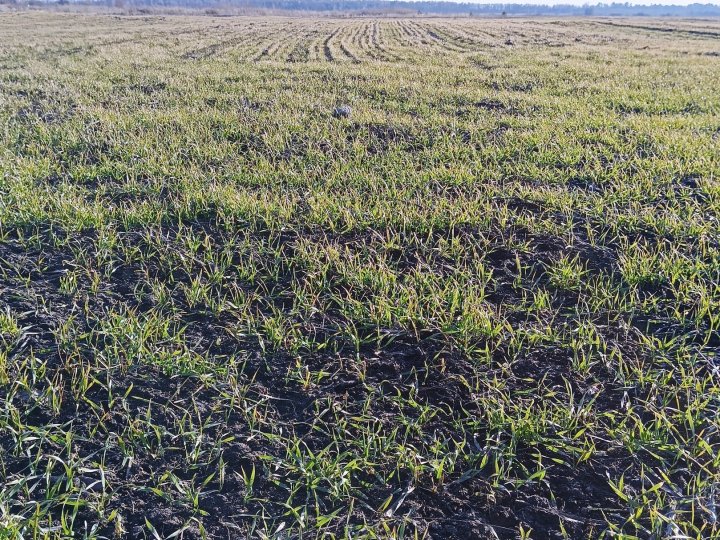 Посівна кампанія на Волині почалася із запізненням