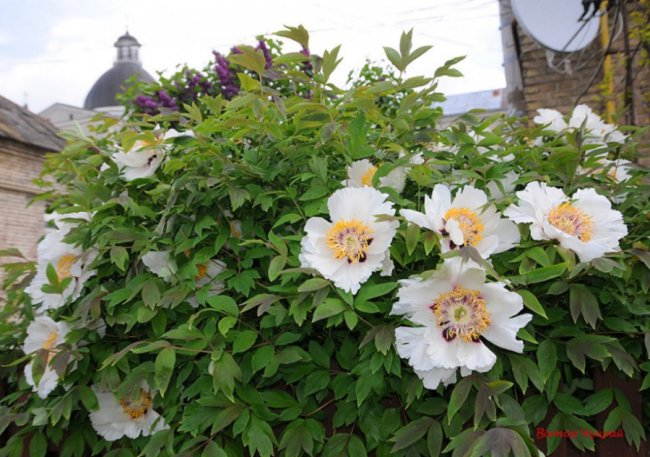 Луцький фотограф поділився ніжними світлинами півоній