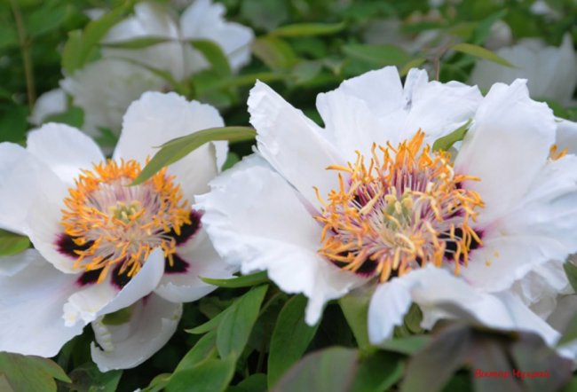 Луцький фотограф поділився ніжними світлинами півоній