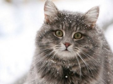 Погода в Луцьку та Волинській області на п’ятницю, 14 грудня