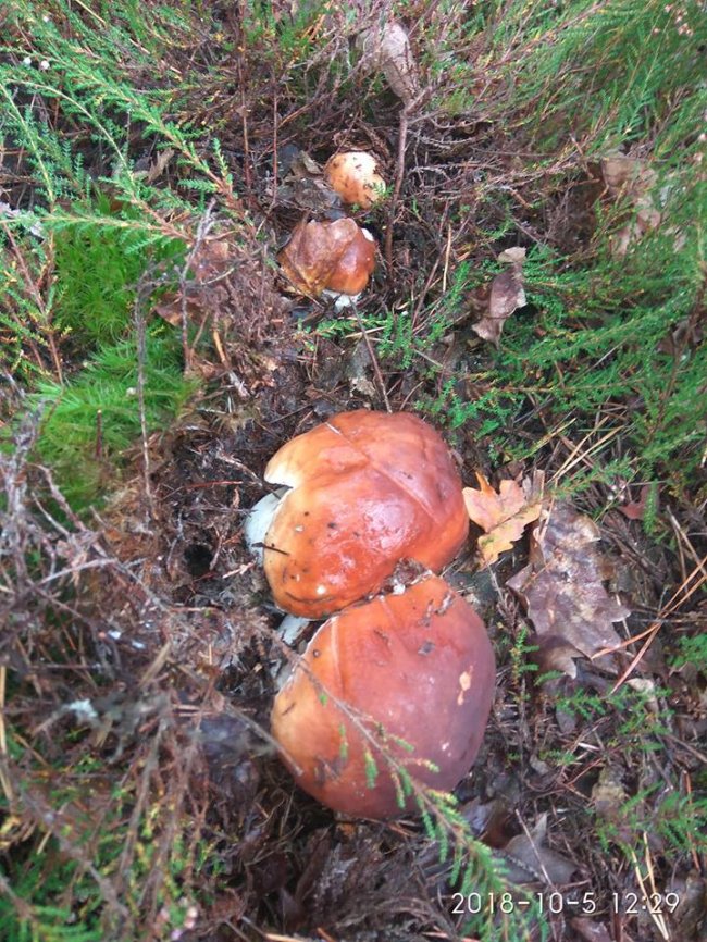 Троє луцьких фотографів похвалилися грибним уловом. ФОТО