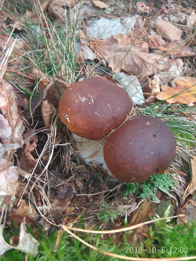 Троє луцьких фотографів похвалилися грибним уловом. ФОТО