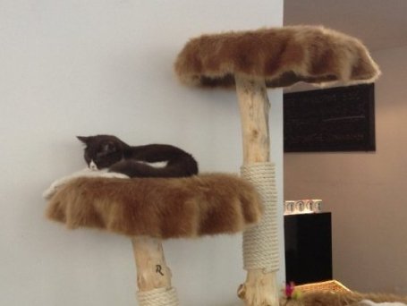 У Мюнхені зʼявилося кафе, де можна погратися з котами. ФОТО