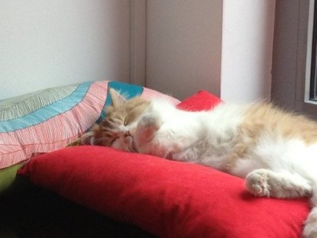 У Мюнхені зʼявилося кафе, де можна погратися з котами. ФОТО