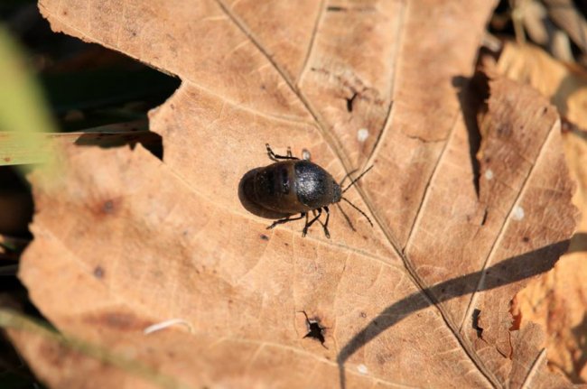 Осінні пейзажі Волинської височини: неймовірні фото