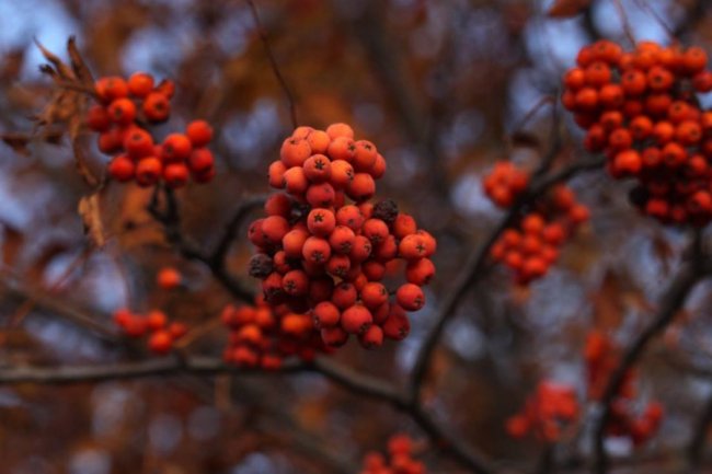 Осінні пейзажі Волинської височини: неймовірні фото