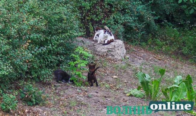 Коти на луцьких вулицях. ФОТО