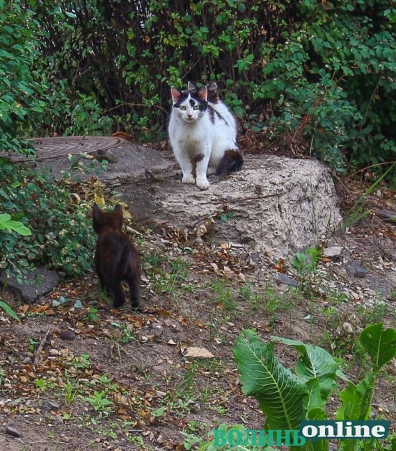 Коти на луцьких вулицях. ФОТО