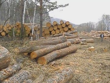 На Рівненщині дерево на смерть  привалило чоловіка