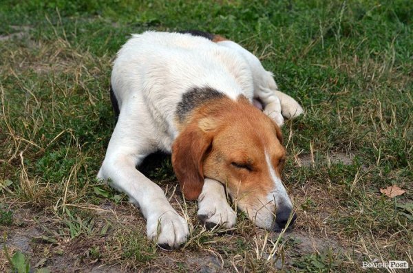 Оскільки орендар – мисливець, то й сторожові пси мисливських порід.