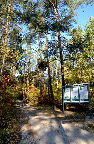 У волинському лісі – новий екомаршрут. ФОТО