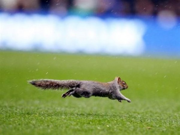 Білка зупинила футбольний матч в Англії. ФОТО. ВІДЕО