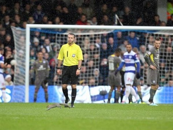 Білка зупинила футбольний матч в Англії. ФОТО. ВІДЕО