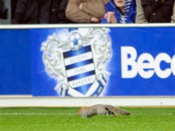 Білка зупинила футбольний матч в Англії. ФОТО. ВІДЕО