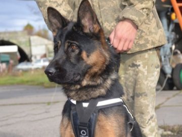 На Луганщині службовий собака виявив радіоактивні агрегати