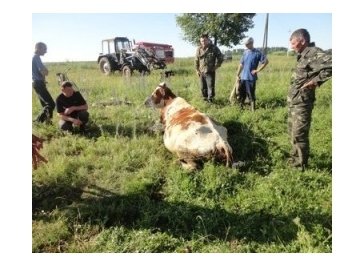 На Вінничині рятувальники з каналізації дістали 500-кілограмову корову. ВІДЕО