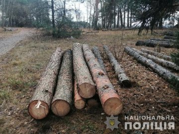 Поблизу волинської пилорами виявили незаконну деревину