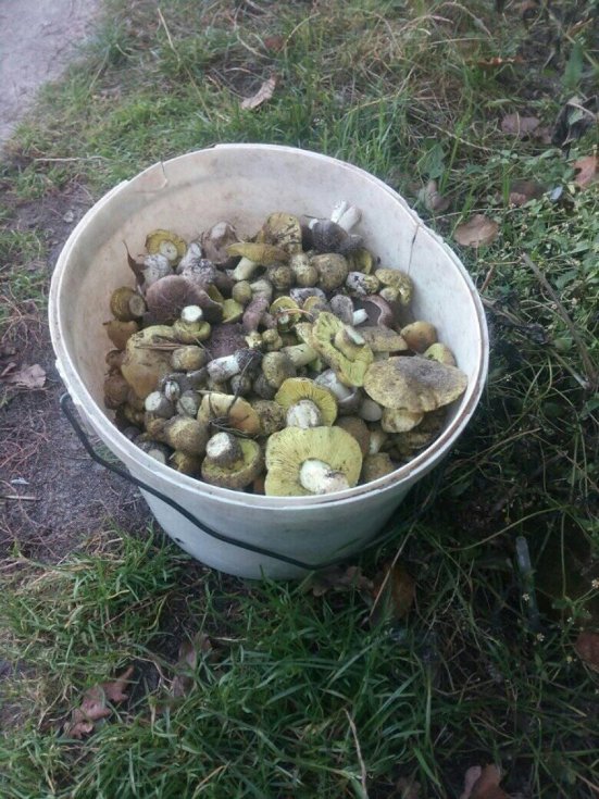 Мешканці району на Волині похизувалися чималим грибним «уловом». ФОТО