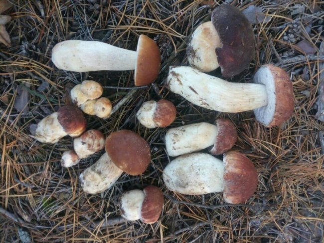 Мешканці району на Волині похизувалися чималим грибним «уловом». ФОТО