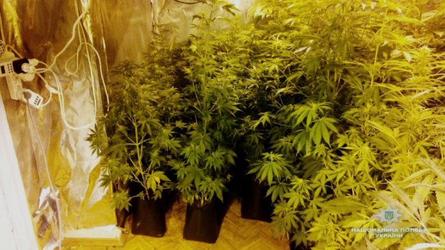 Елітна конопля на мільйони: чоловіки облаштували плантацію наркотиків у будинку
