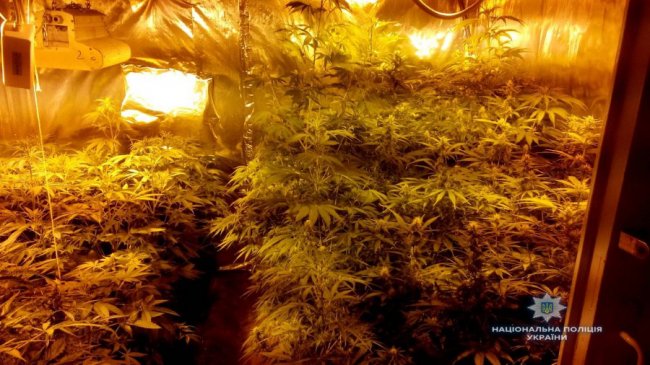 Елітна конопля на мільйони: чоловіки облаштували плантацію наркотиків у будинку