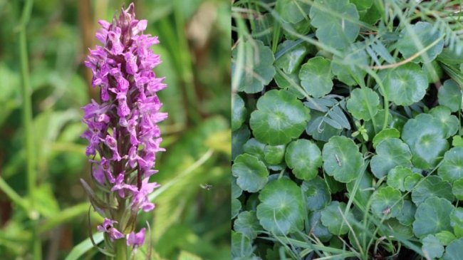 На Волині виявили червонокнижні рослини