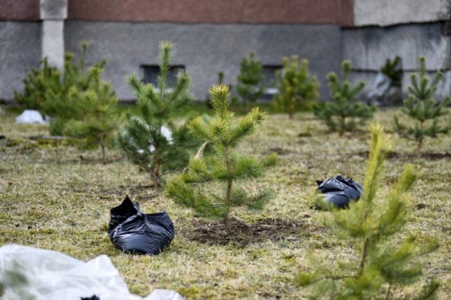 Біля лікарні у Боголюбах посадили парк для реабілітації українських воїнів. ФОТО