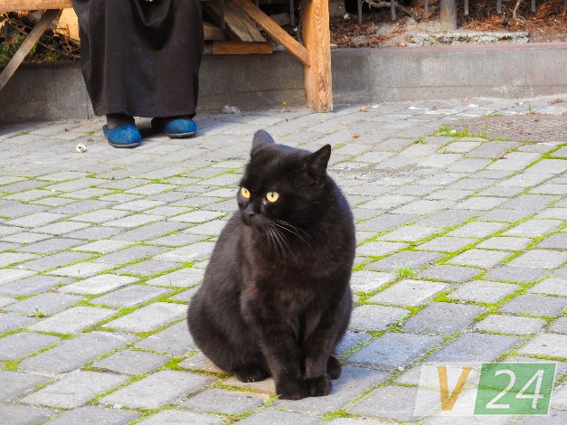 Історія гордого Мурчика, або Як чорний кіт потрапив у луцький монастир