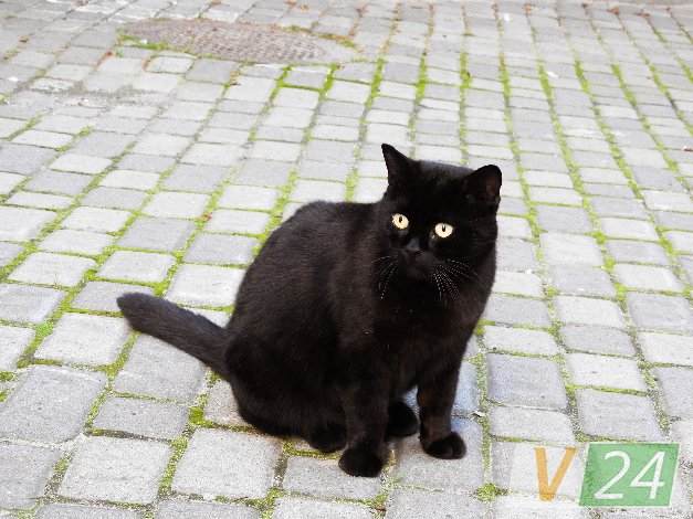 Історія гордого Мурчика, або Як чорний кіт потрапив у луцький монастир