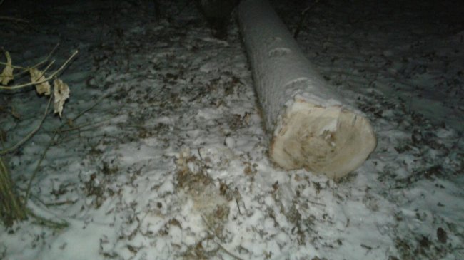 Троє крадіїв лісу, втікаючи, залишили BMW з документами. ФОТО