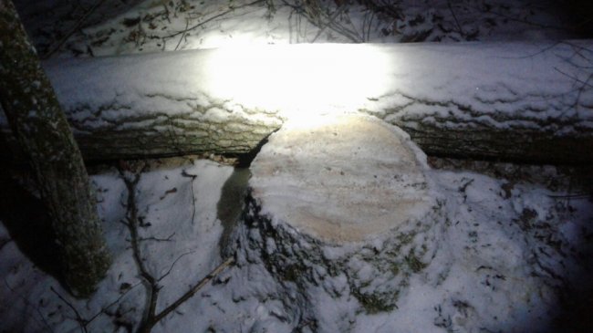 Троє крадіїв лісу, втікаючи, залишили BMW з документами. ФОТО