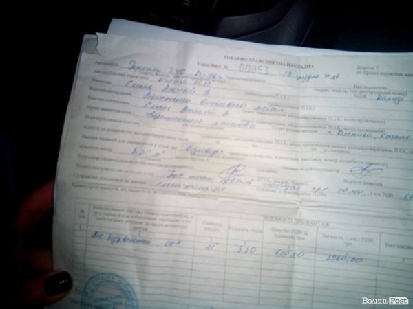 Дуб, сосна, вільха – волиняни і далі крадуть ліс. ФОТО