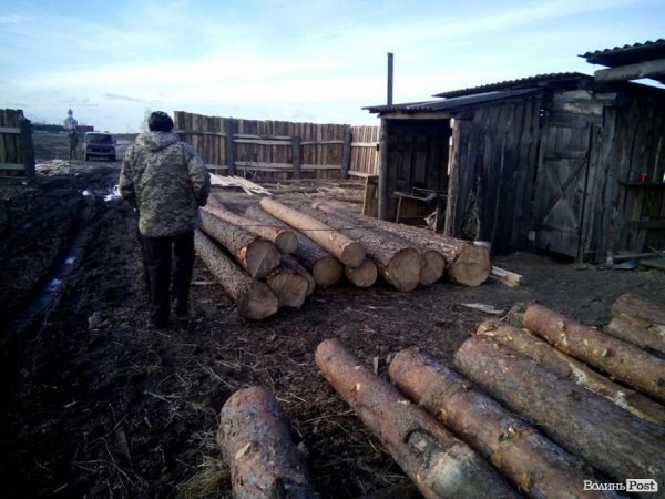 Дуб, сосна, вільха – волиняни і далі крадуть ліс. ФОТО