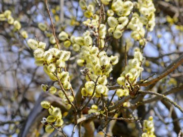 Погода в Луцьку та Волинській області на вихідні, 7 і 8 березня