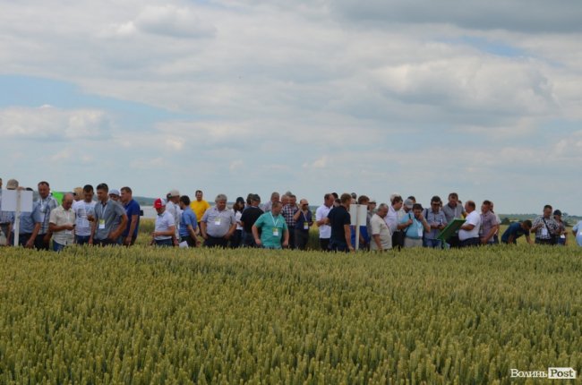 Аграрна еліта серед пшеничних колосків: на Волині – День поля. ФОТО