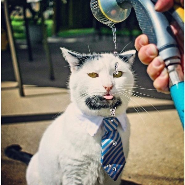 Брутальний бородатий кіт Ґері став новою зіркою Мережі. ФОТО