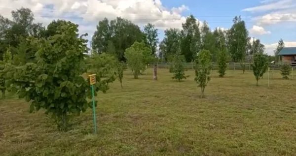 Сільський вчитель створив перший на Волині дендропарк. ВІДЕО